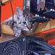 mining cat