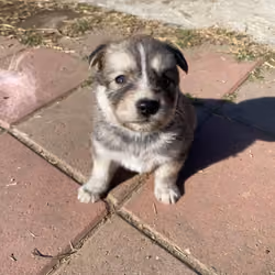 Serious Baby Cujo