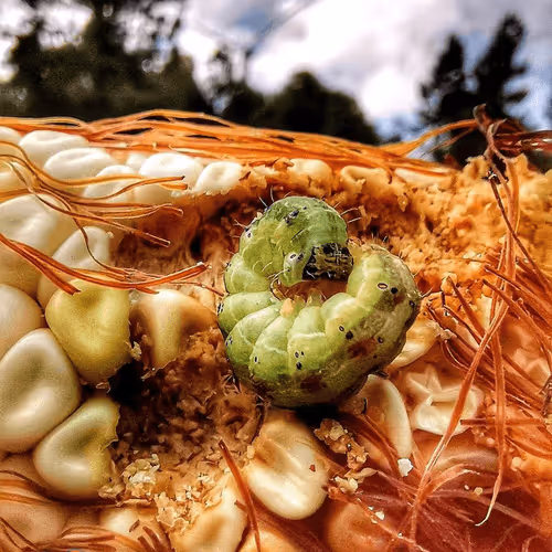 Coming home to what I love