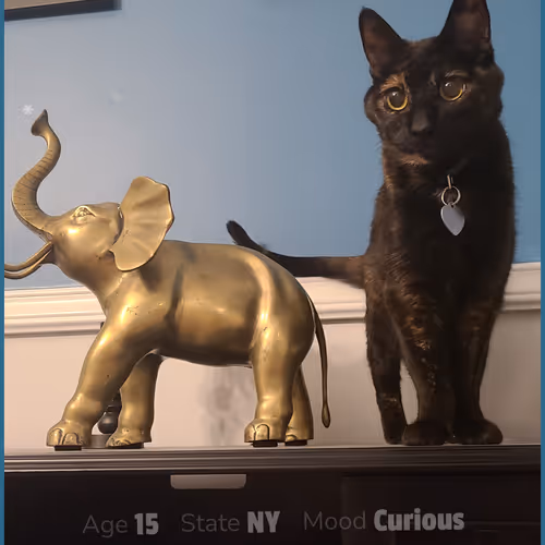 Angie The Cat