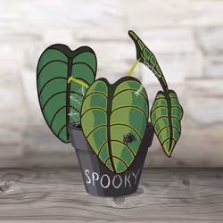 Calocasia Spooky #4