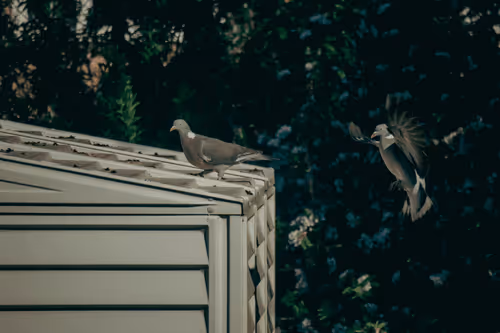 Birds in London