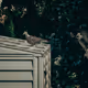 Birds in London