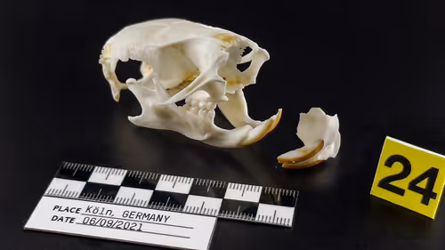 Item #32615301797037247882275066843320251953525887094996780073489952980203210801153 Media