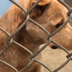Pup 13
