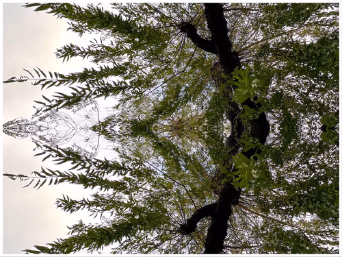 Item #39842122399831876294969041227459341578040195517803177153867578425325134020609 Media