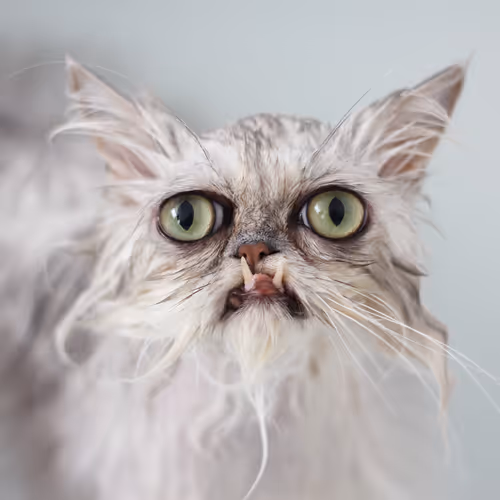 WilfredWarrior Collection
