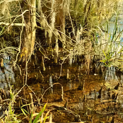 Nature Trails #10