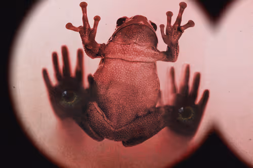 Item #32355326309873543160541537686095894906758987340683051112601761514922608427009 Media