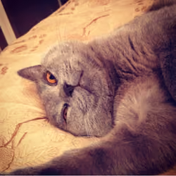 Selfie 