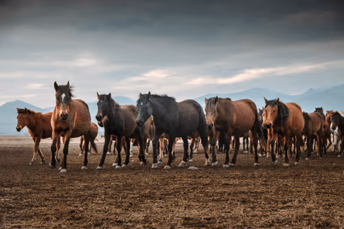 the wild horse
