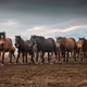 the wild horse