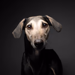 Saluki #DA249