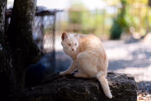 Item #26046832965360609860866363822675472440901155191145999038932145130729287712769 Media