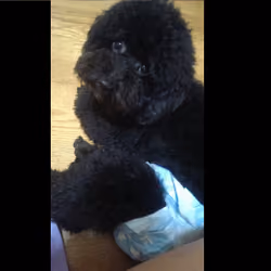poodle money