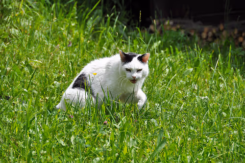 Item #92971587401879212914465603849674525645265351012255145539777938597108604993537 Media