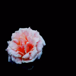Delicate