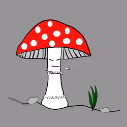 Smoking Amanita muscaria