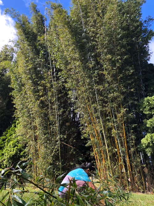 Item #111384347419130010131898734196272882001680551158239169533315207235003016544257 Media