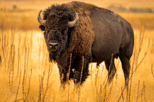 Item #4777953153526599569062198925190878774289520256553367647462911702772307984385 Media