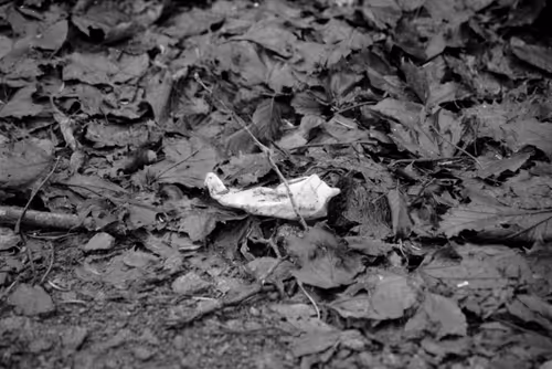 Item #106126435747361760478255485780352519166561968959024906964316827677219551707137 Media