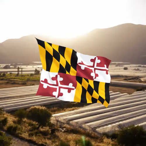 Item #66014886227560344638299723756269507276387272419138927399704737841605337153537 Media