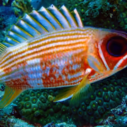 Eye of the Red Snapper 