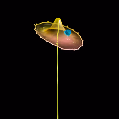 Item #93843816189578981246560604655943518308185846623120940061859981515620196810753 Media