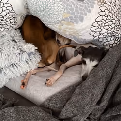 Cuddle Puddle