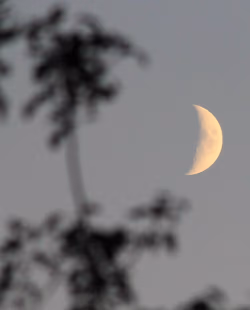 Item #51124555051901614330264480006545612592022390906904121289505624518428259778561 Media