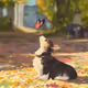 Dog Sunmengmeng