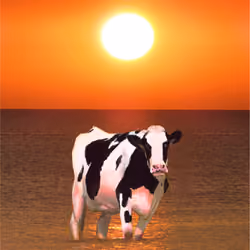 Boss Bovine