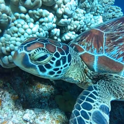 Item #93917210928009552265570427413341546020590352631026157694666951313153945763842 Media