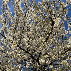 Spring