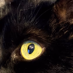 CatEyeSee
