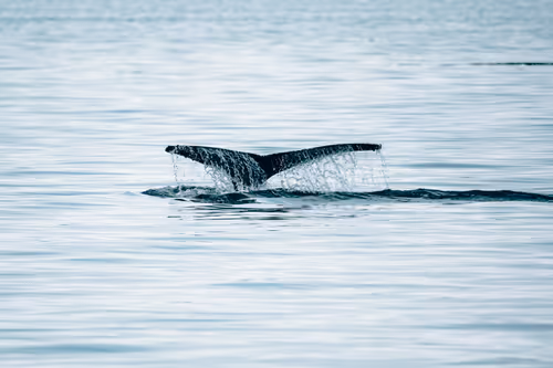 Item #63454844605715267947314910232292346032056647728766809663184741547269903351809 Media