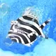 Zebra Fish #04