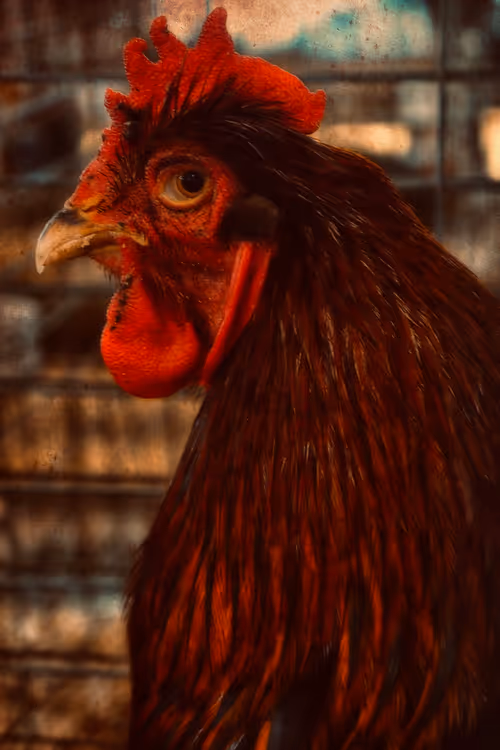 Item #57454491023137916107007493201948815472587961712729591816545853681785888571393 Media