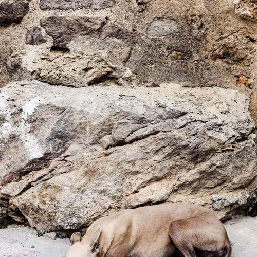 Rock Animal