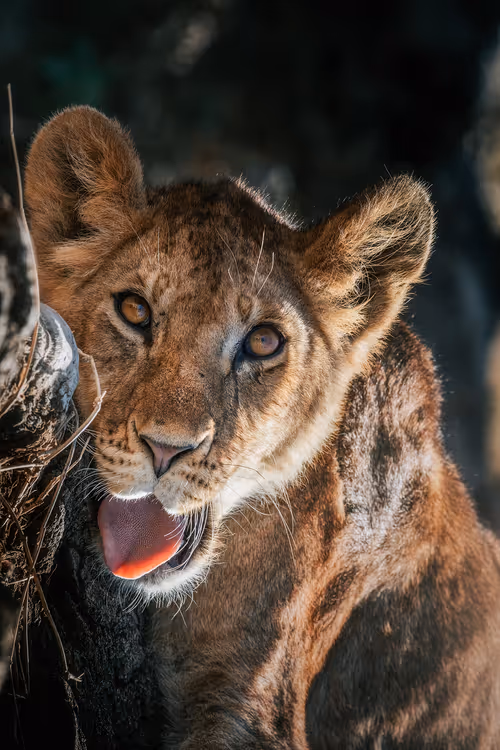 Item #46146454175190830687847236221543248864679735900060228179798027781398021013505 Media