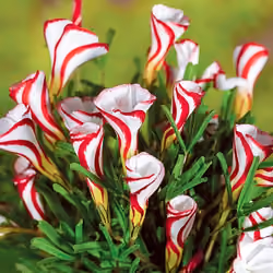 Candy Cane Sorrel