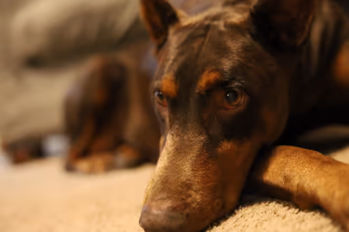 Item #19684374529110288056520570276703370007863893692966726326193838031631999303681 Media