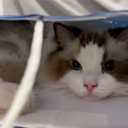 Doll cat in a bag