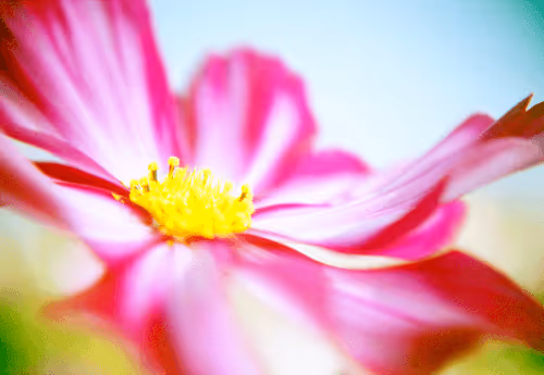 Item #42626720449793049245731240582970290857527864811431423741856946921483622416385 Media