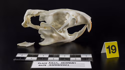 Item #32615301797037247882275066843320251953525887094996780073489952975805164290049 Media