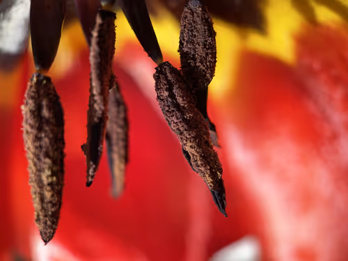 Item #101798116254510798330486236990451841615541533753866395116378150710305693368321 Media