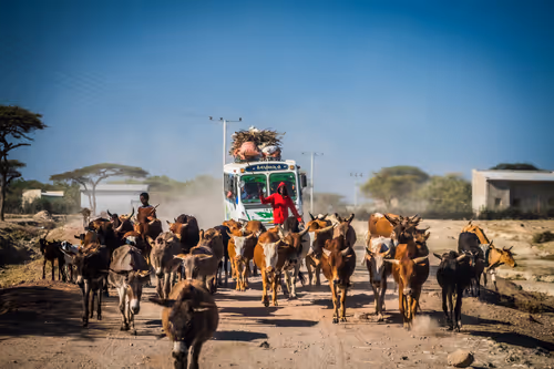 Item #50027882237522295676960542276708360859068113986169674979910834141700701552641 Media