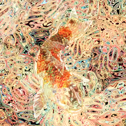 Koi distortion#15