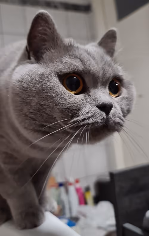 Item #50378249515192140596651097190490243462828899571090436609561503720486354288641 Media