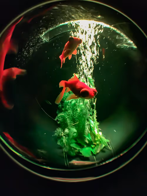 Item #103686703230595944441225383443792951743787921548030131872334338362358496231425 Media